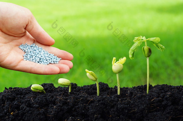 化肥给植物的手