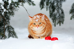 枞树上白雪背景下的美丽红猫