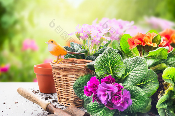 园艺套着鲜花的桌子上、 花盆、 盆栽土壤和植物对阳光花园背景