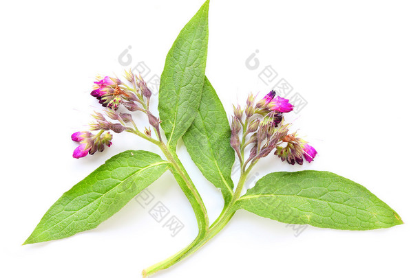 常见的紫草科植物 (铁皮石斛聚合)
