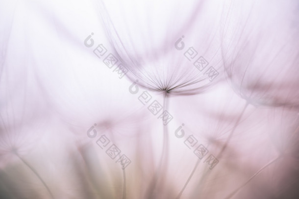 柔和的背景-复古紫色抽象蒲公英的花