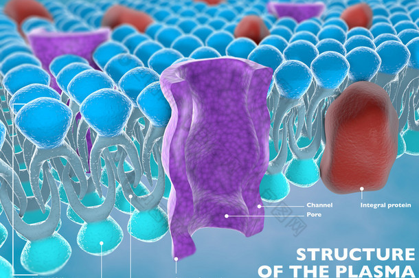 细胞的质膜的结构