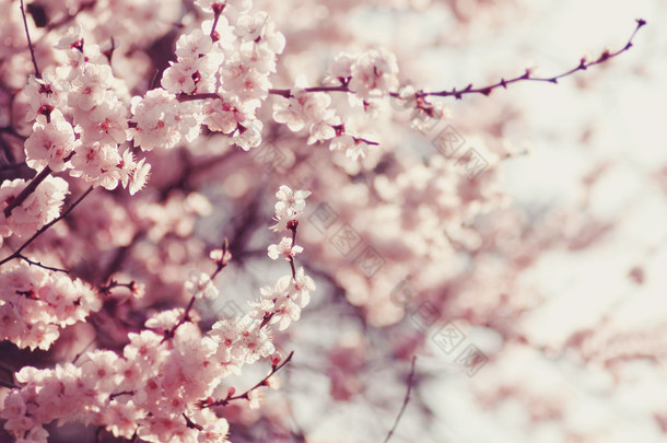 春天的樱花，粉色的花.
