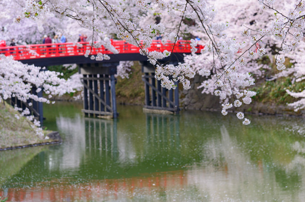 在弘前公园樱花