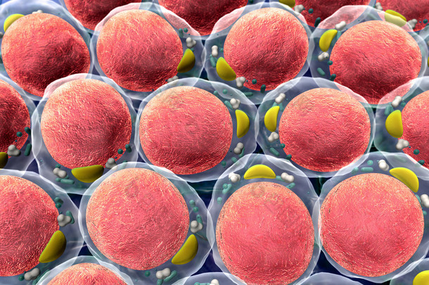 脂肪细胞，细胞<strong>结构</strong>