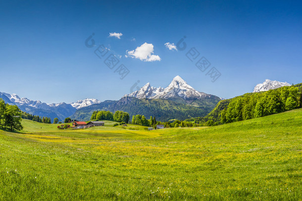 在阿尔卑斯山的田园夏日风景