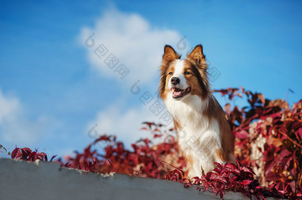 对着天空的红色边境牧羊犬