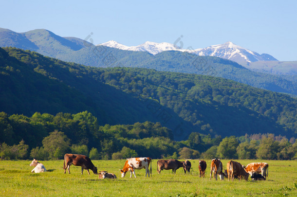 群上夏季牧场放牧的奶牛