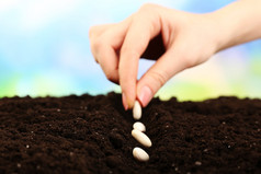 女手种植白豆种子在土壤中的对模糊背景