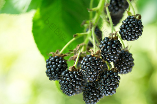 熟透的黑莓，在花园里