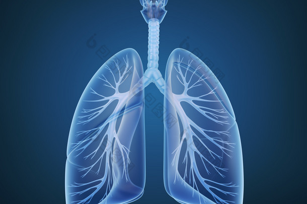 肺-肺系统.