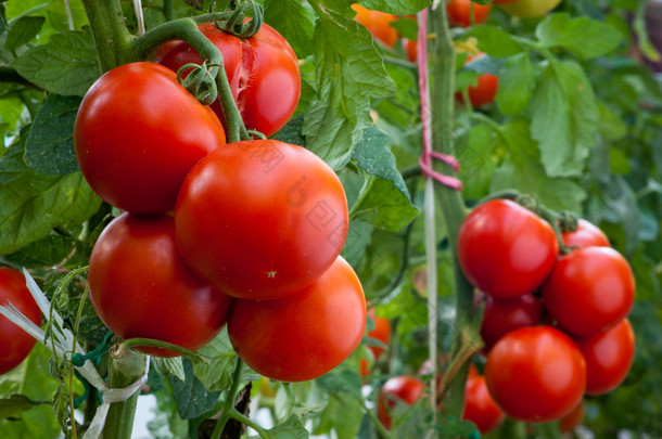 生长成熟番茄