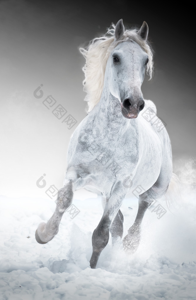 白色马跑驰骋在冬季