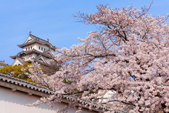 粉红色的樱花花卉与日本城堡