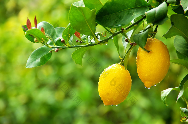 挂在树上的黄色柠檬