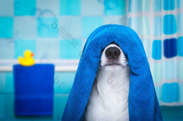 狗在淋浴或健康水疗