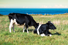 西班牙奶牛在海边农场、 阿斯图里亚斯、 西班牙