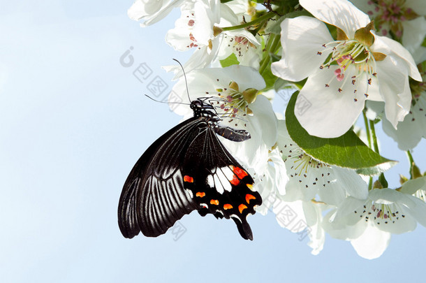 白色的花上的蝴蝶