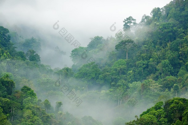 雨林的晨雾