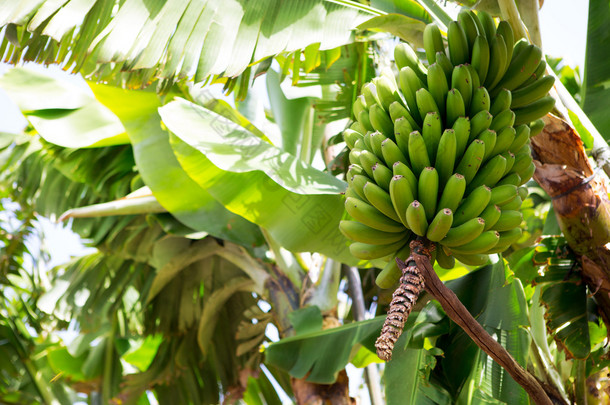 在 la palma 嫩黄香蕉种植园普拉塔诺