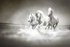 群白色马通过水运行