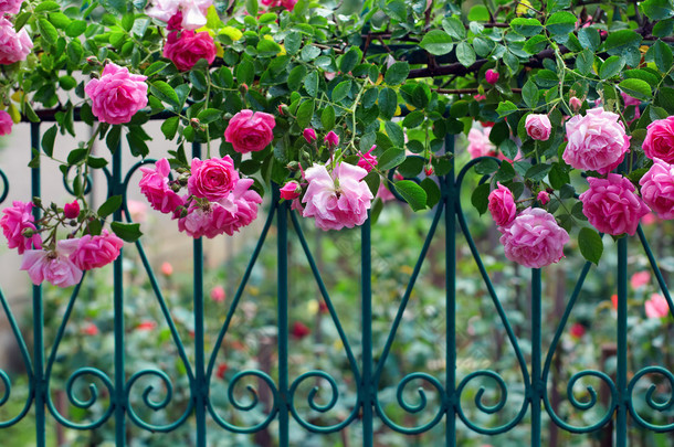 粉红色的攀登玫瑰露水沾在夏季花园蓝伪造栅栏上