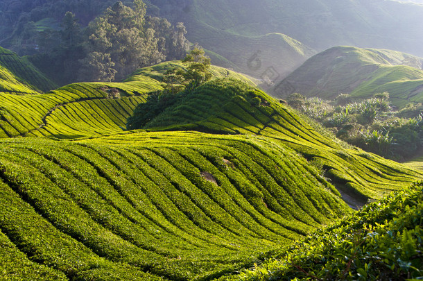 茶园，金马伦高原