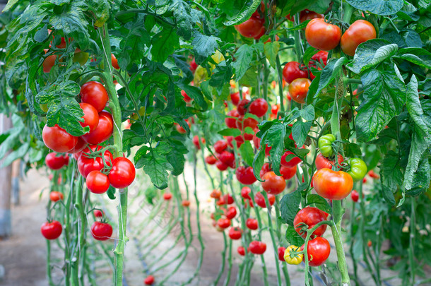 美味的红色西红柿农场