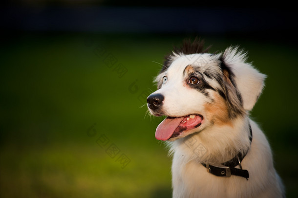 狗澳大利亚牧羊犬梅尔