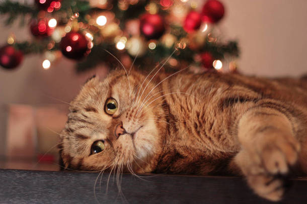 可爱的静息圣诞猫咪