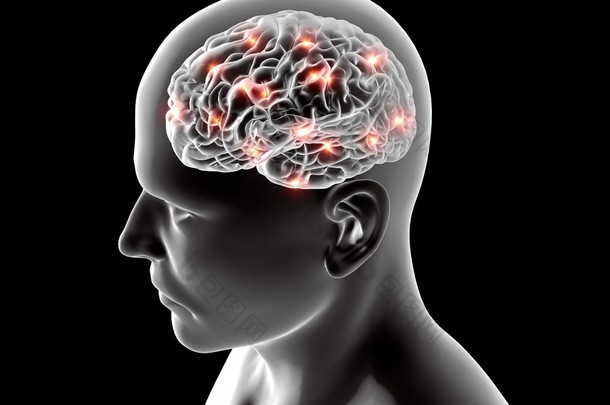 人类的大脑神经元的解剖