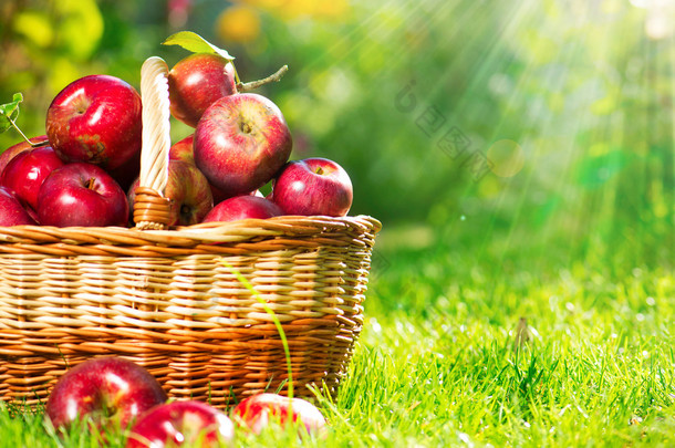 篮子里的有机苹果。Orchard 。花园