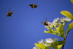 花丛中飞舞的蜜蜂