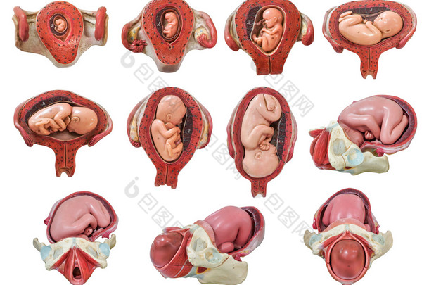 胎儿发展模型