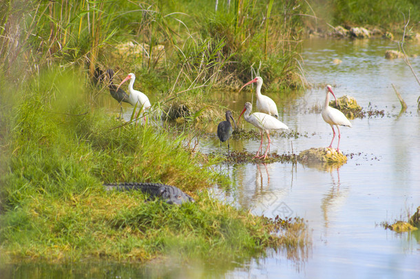 湿地鸟类在池塘中