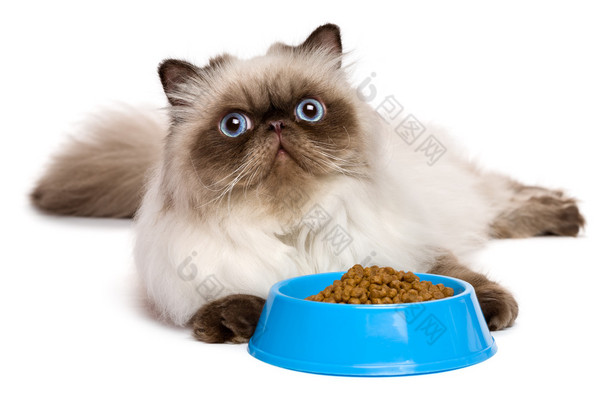 年轻的波斯封印 colourpoint 猫与猫食蓝碗