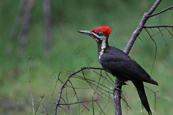 栖息在树枝上的有羽冠<strong>啄木鸟</strong> (Dryocopus pileatus)。拍摄在 Gabriola 岛, 不列颠哥伦比亚省, 加拿大