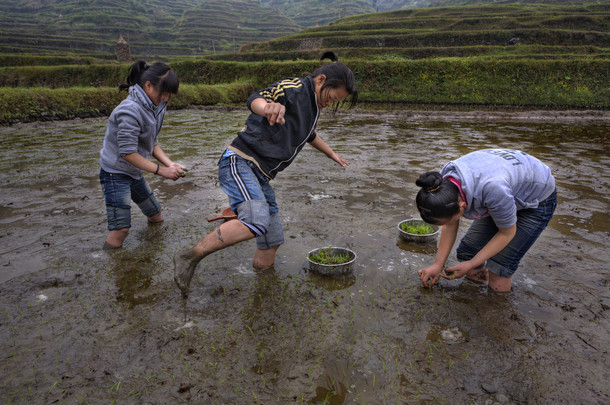 三个亚洲青少年女孩忙种植<strong>水稻</strong>稻田.