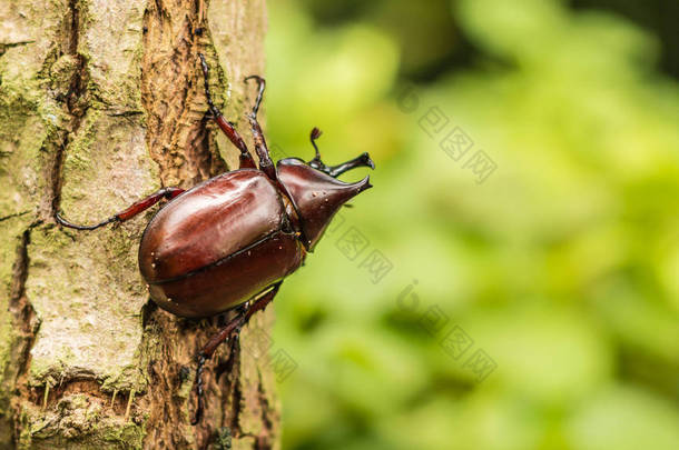 甲虫-<strong>犀牛</strong>甲虫、 大力神甲虫或战斗甲虫在老木纹理与绿色自然背景上。特写镜头，选择重点.