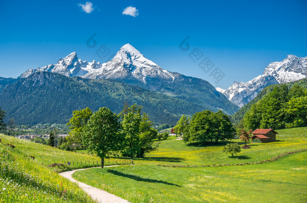 在阿尔卑斯山长满鲜花和草甸田园春景