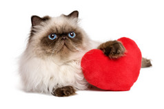 随着一颗红色的心的爱人情人节波斯 colourpoint 猫