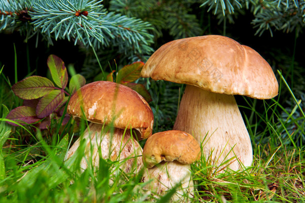 在森林里的三个蘑菇牛肝菌.