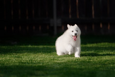 白色瑞士牧羊犬小狗