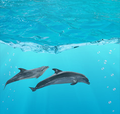 海豚在蓝色的海水下