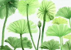 水彩绘画的绿色莲花叶