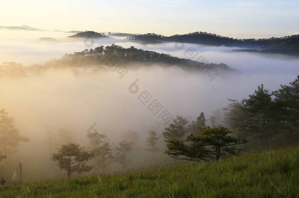 梦幻般的迷雾森林与松树和山在阳光下