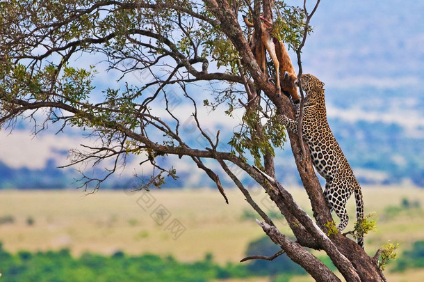 与它的猎物上一棵树在马赛玛拉，肯尼亚，非洲, 黑斑羚羚羊野生豹