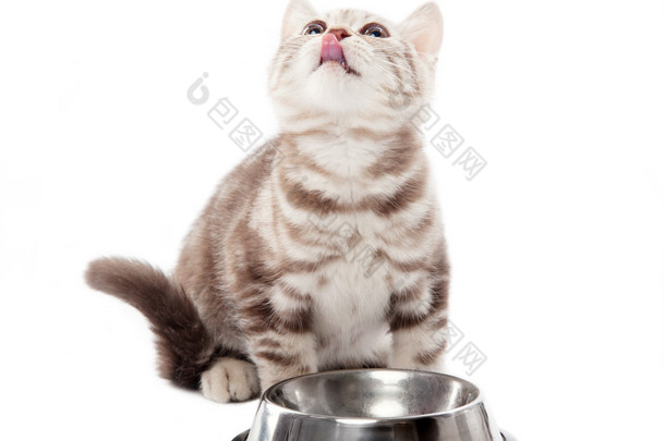 偶尔有小苏格兰小猫与一个空碗在白色背景上