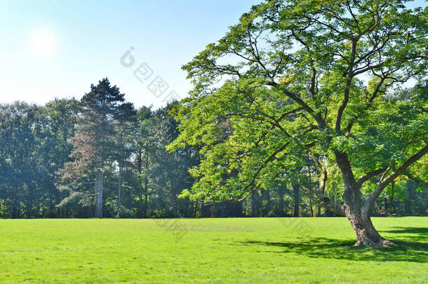 园内景观与绿树 