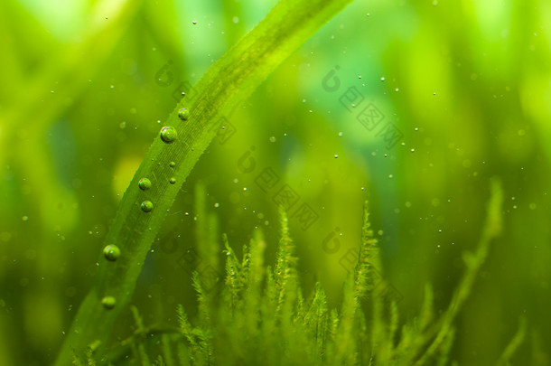 泡沫和藻类